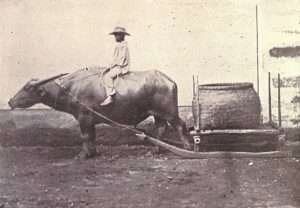 philippines transport carabao